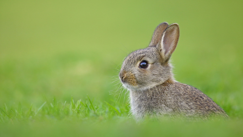 rabbits, grass, 2K, green, nature