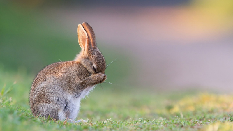 rabbits, nature, 2K