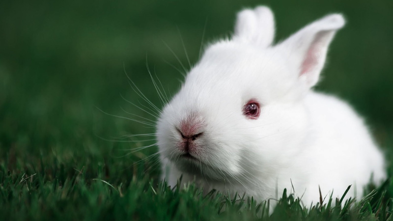 domestic animals, grass, 1080P, selective focus, green color, one animal, close-up, pets, nature, animal head, fluffy, animal wildlife, animal themes