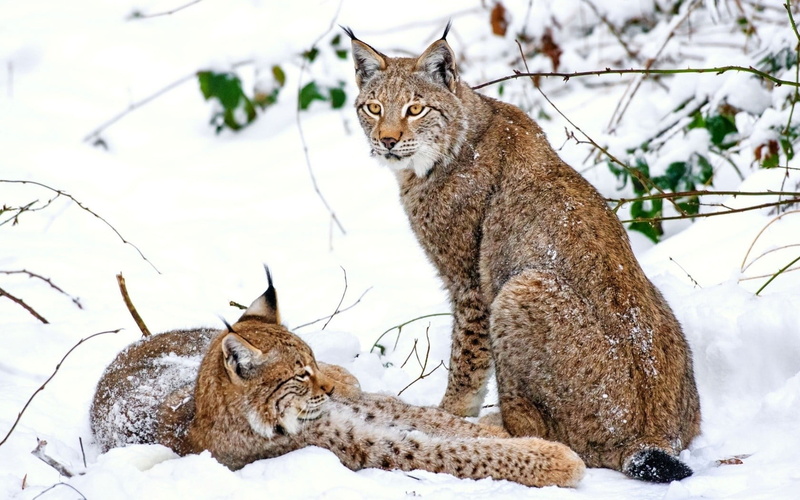two animals, land, animals in the wild, animal, animals, brown, cat, white, tabby, whisker, day, lynx, animal themes, plant, animal wildlife, mammal, 720P