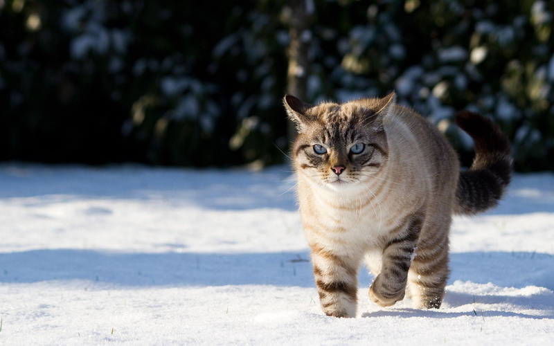 animal themes, animal, looking at camera, cat, mammals, nature, cold temperature, domestic, portrait, fur, domestic cat, animals, whisker, one animal, vertebrate