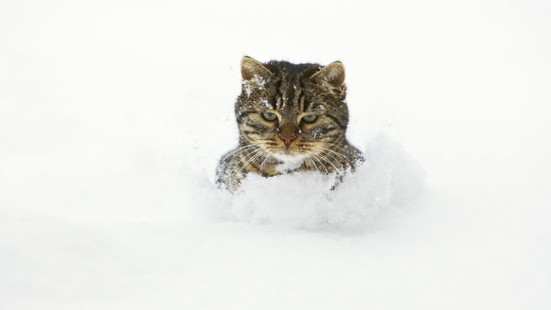 whisker, snow, animal, one animal, domestic cat, winter, domestic, looking at camera, feline, blizzard, cold temperature, white background, animal hair