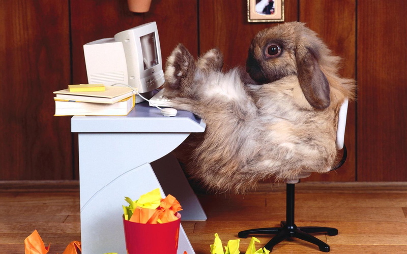 1080P, funny, rabbit