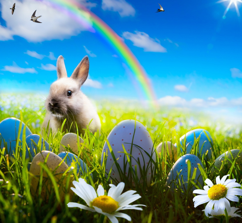 copy Space, nature, no People, bunny, backgrounds, decoration, camomile, fluffy, chamomile, springtime, rabbit - Animal, animal wildlife, grass, celebration