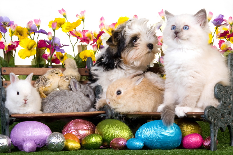 eggs, flowers, animal, variation, indoors, white, multi Colored, vertebrate, cute, fun, springtime, sitting, pets, friendship, domestic, 5K, celebration