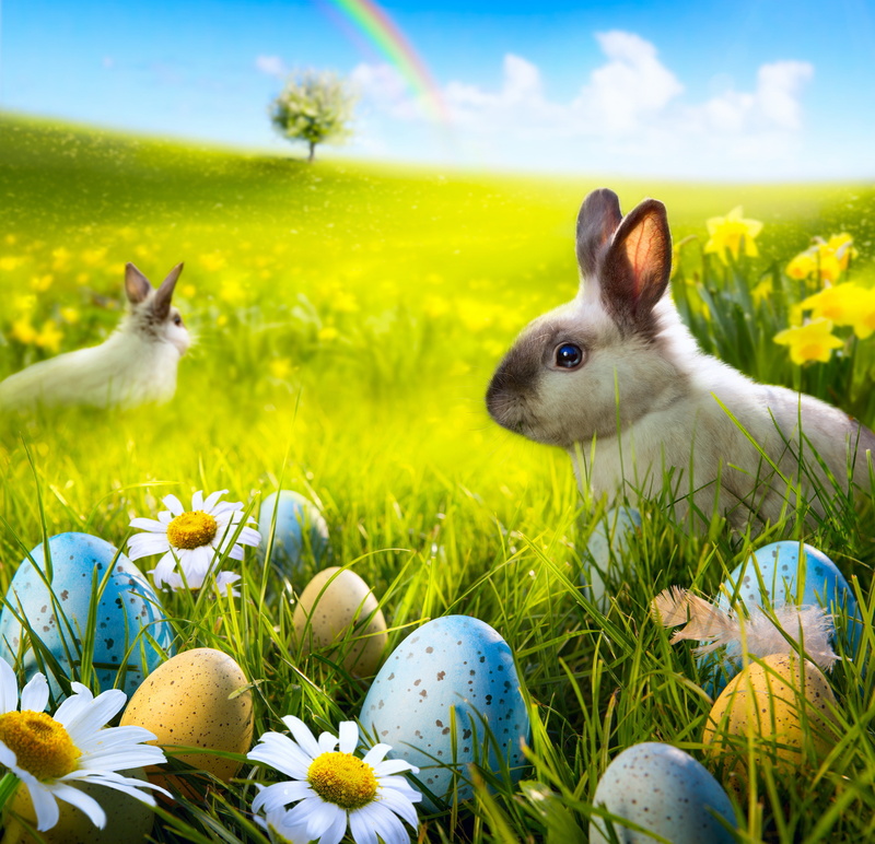 rabbit, eggs, sunshine, spring, chamomile, flowers, bunny, camomile, 4K, Easter, grass, meadow