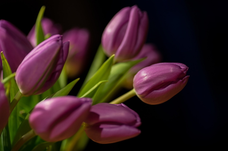 studio shot, pink color, tulips, outdoors, tulip, flowers, flower, springtime, nature, freshness, maroon, petal, inflorescence, plant, flowering plant