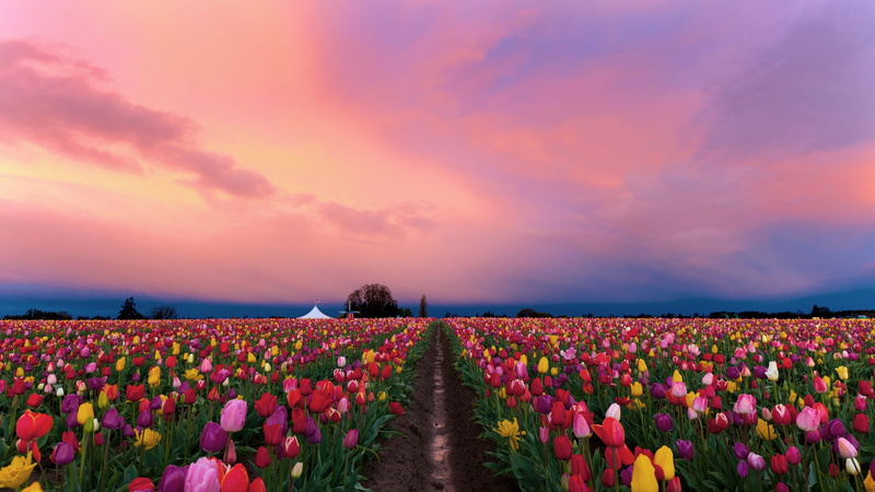 sky, tulip, tulip field, 4K, tulips, flower