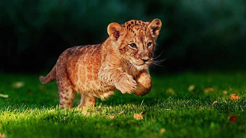 1080P, blurry, cute, cub, grass, run