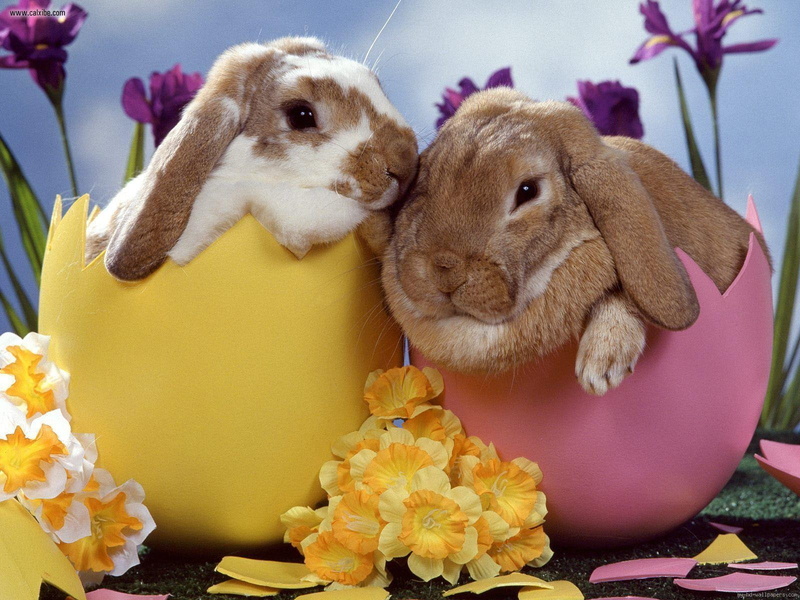 egg, rabbit, 720P, black, rabbits, holidays, easter, white, flower
