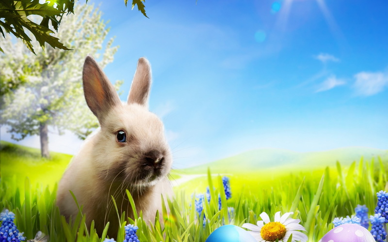 easter 2014, 2014 easter, 2K, little, rabbit, easter eggs