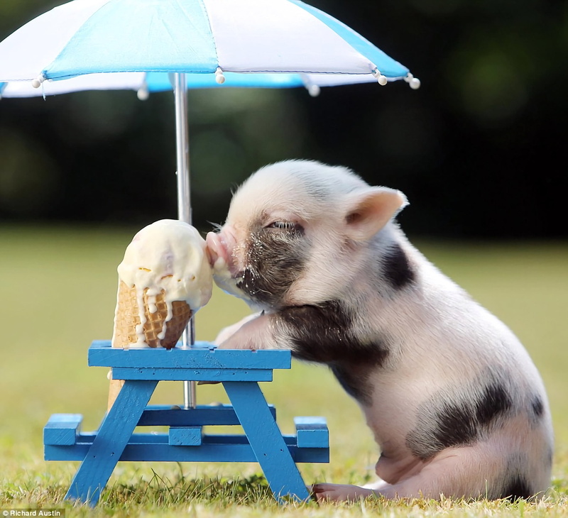 Animal, Pig, Ice Cream, Baby Animal, 1080P, Cute