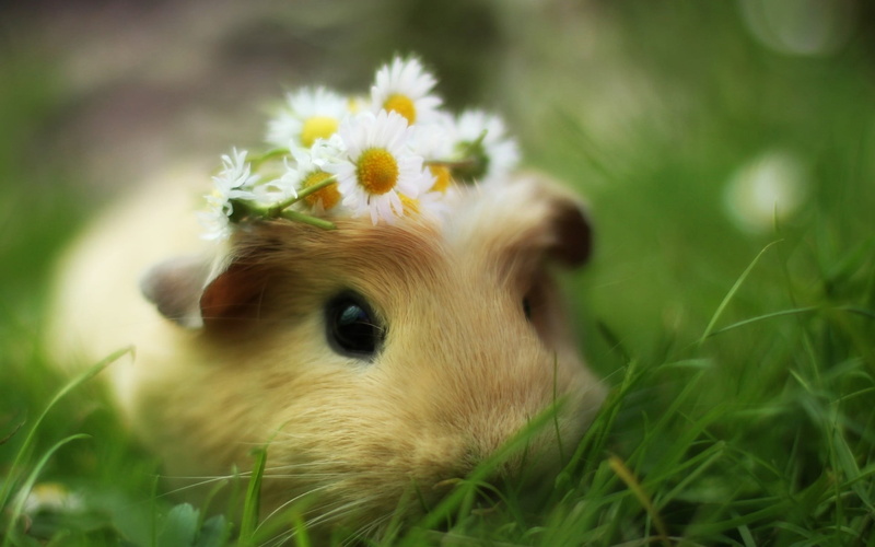 pet, one animal, animal wildlife, domestic animals, mammal, land, flower, selective focus, dog, whisker, 1080P, short, coated, day, animal, animal head