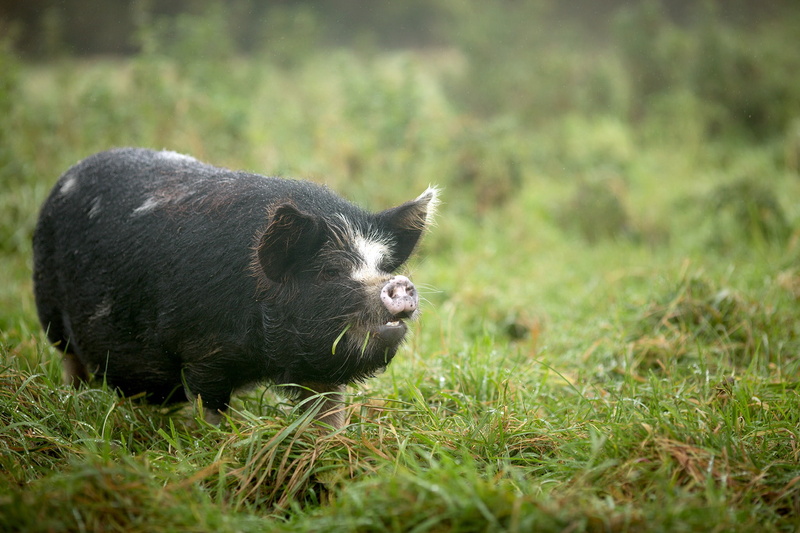 pigs, grass, 1080P, animals, outdoors