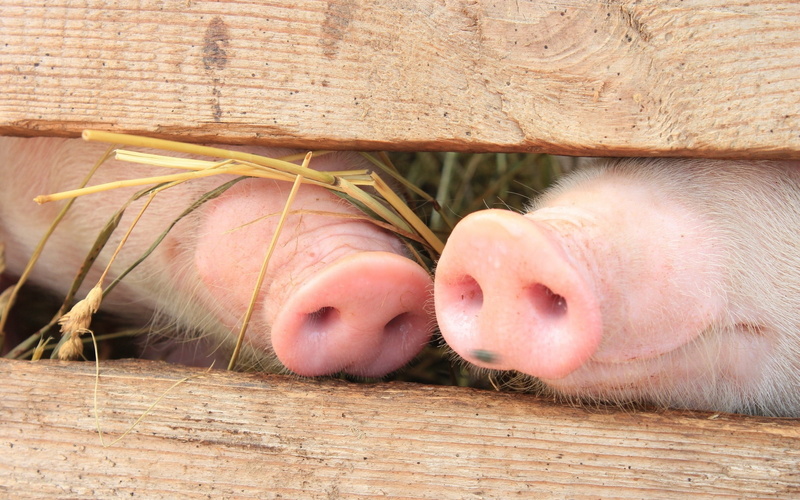 fence, animal body part, pigs, sleeping, snout, domestic, animals, animal, animal mouth, 2K, livestock, animal themes, no people, two, wood, day, pig