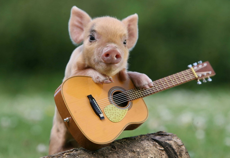 close-up, string instrument, one animal, pets, brown, musical Instrument, little pig, people, playing, small, pig, string, focus on foreground, cute, guitar