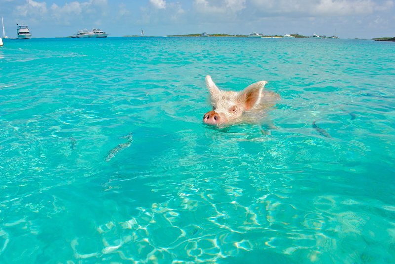 swimming pool, vertebrate, mammal, exumas, small, animal themes, sky, outdoors, wild, domestic, turquoise colored, animal, no people, pig, zoology, wilderness