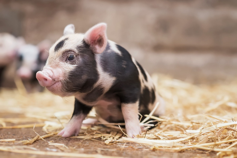1080P, pigs, animals, baby animals