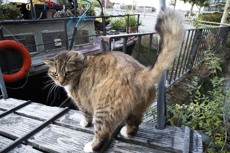 outdoors, no people, mammal, full length, whisker, railing, pets, domestic cat, domestic, cat, london, battersea, vertebrate, wood - material, feline, 5K
