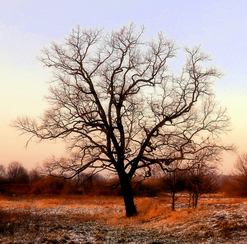 landscape, sunset, rust, ground frost, scenics - nature, rudy, plant, 2K, tree, bare tree, twilight, no people, field, loneliness, tranquility, environment