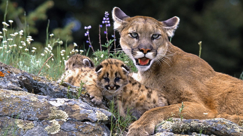 cubs, picture, cat, legged, animals, brown, cute, animal, cool, big, 1080P