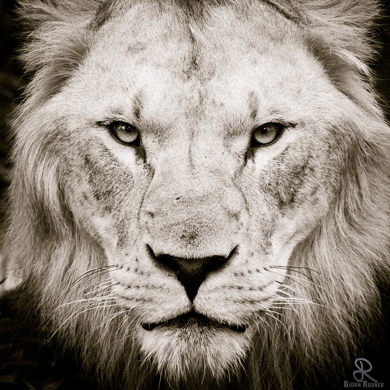 MUC, Schwarzweiß, f/4, München, Zoo, Pantherinae, africa, Carnivora, lion, Mammalia, Katze, Canon EOS 6D, pantherine, 720P, Asiatic lion, Munich, Feloidea
