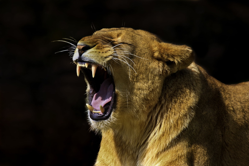 safari Animals, big Cat, 4K, Level 2, premium, gear, Level 1, wildlife, bronze, Level 7, Remember That, africa, danger, Lioness, diamond, photo, platinum