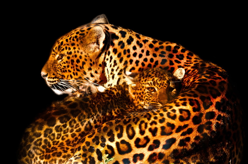 family, animal, feline, close, bronze, parc des félins, Level 4, me, leopard, gear, nature, Level 5, me  my, silver, big Cat, Moment, wildlife, Level 7