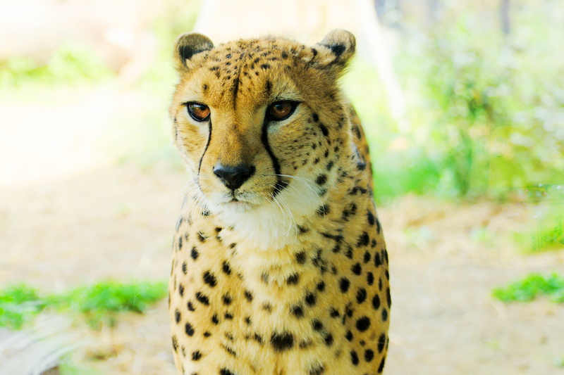 チ, Kanagawa, Japan, Zoological Gardens, africa, Model, wildlife, Young, safari Animals, black, spotted, Beast, wilderness Area, animals Hunting, african Cheetah