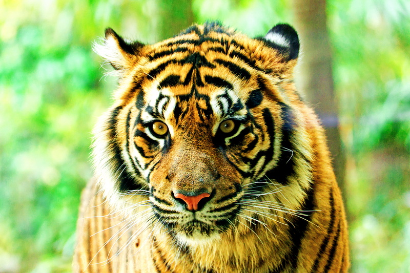 plants, nature, Model, Yellow, Big Cat, VC, Bokeh, Creature, animals In The Wild, USD, Savage, Outdoor, TAMRON, tropical Rainforest, Yokohama, Spring, SP 70