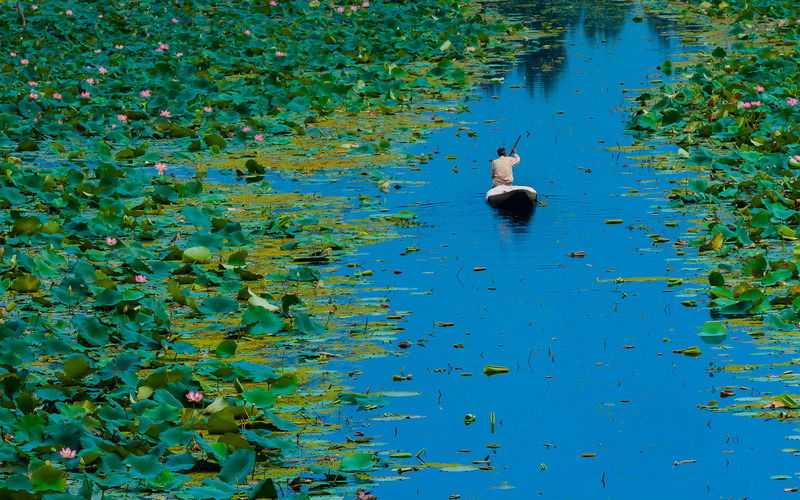 Srinagar, India, Jammu and Kashmir, leaves, 1080P, flowers, boat, Dal lake, Lotus