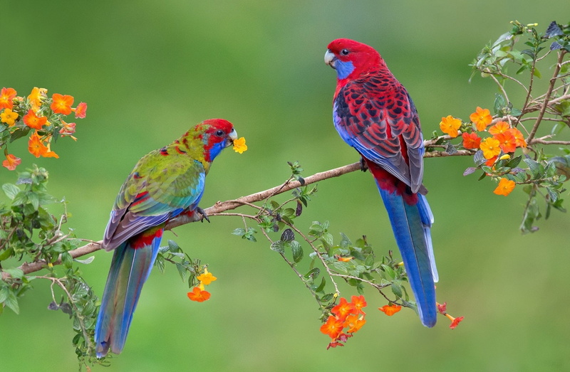 Spring, no people, Crimson Rosella, vertebrate, Parrot, bird, outdoors, focus on foreground, perching, Rosella, tree, animal, animals in the wild, Birds