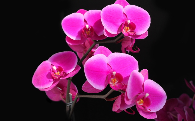 Crimson, Phalaenopsis, Beautiful, 2K, Orchid