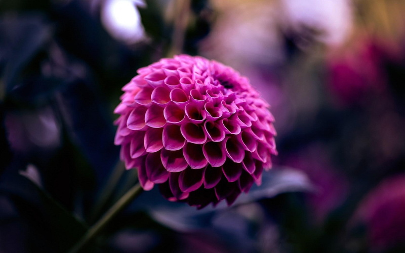 720P, dahlia, ball, crimson, flowr, flower, pink