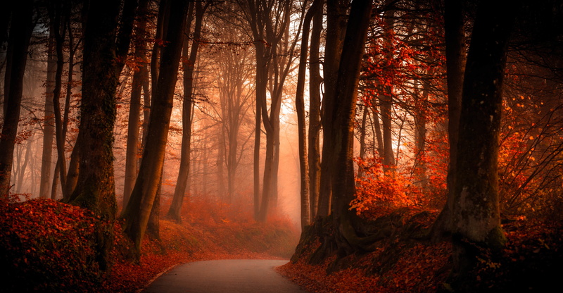 Forest, 5K, 5K, Pathway, crimson, red, Autumn, HD