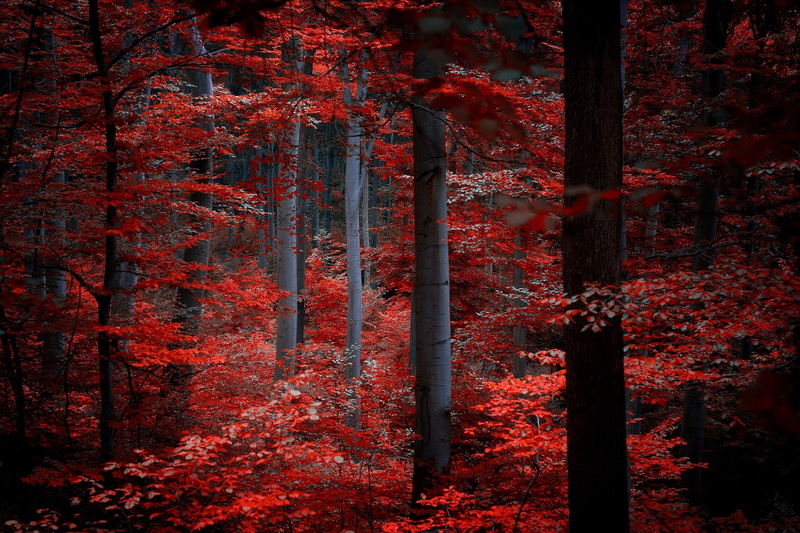 plant, season, landscape, nature, growth, scenics - nature, day, natural condition, tranquility, autumn, tree trunk, land, leafed, scenics, tranquil Scene