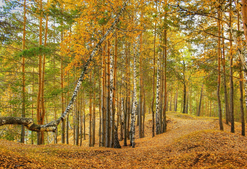 seasons, illustration, forest, trees, autumn, foliage, 1080P, forests, nature
