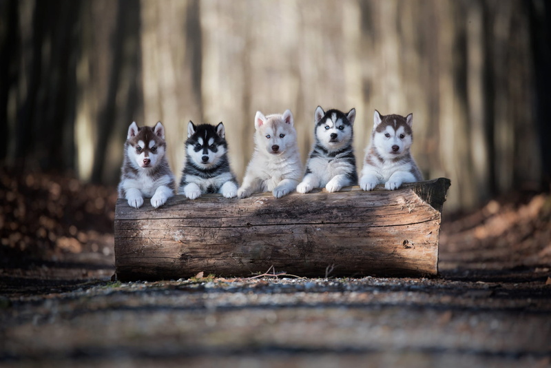kids, clever, 1080P, autumn, road, posing, friends, log, grey, obedient, faces, pose, paws, Park, light, on the walk, cuties, background, stand, five puppies