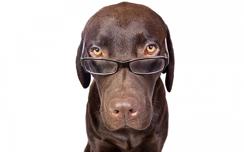 animals, tan, short, coat, clever, 1080P, glasses, nose, brown, dog