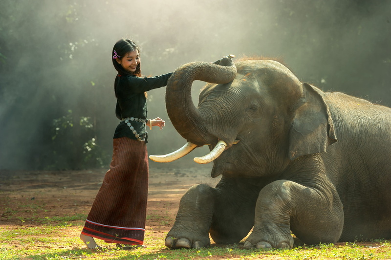 outdoors, full length, innocent, asia, cambodia, side view, bright, endangered, fabrics, surin, pa, gray, affiliations, animals, close, beast, adult, phra nakhon si ayutthaya