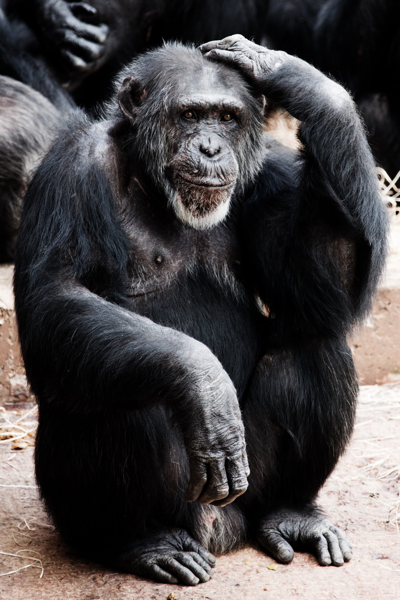 no people, mammal, one animal, care, monkey, animals in the wild, sitting, 4K, black color, vertebrate, animal, ape, nature, smart, chimpanzee, animals in captivity