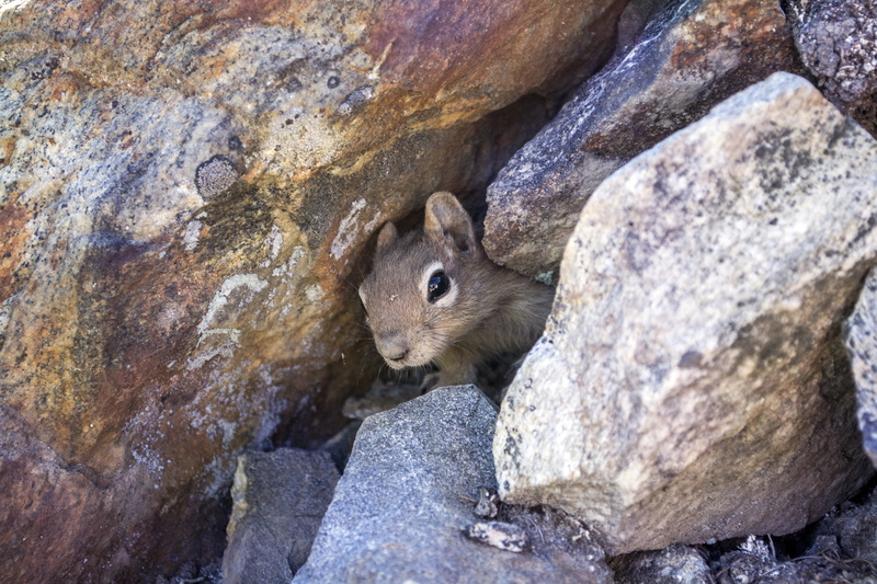 close-up, fur, hibernate, smart, rock, one animal, canada, small, conservation, okanagan, rocks, white, outdoor, columbia, hiding, solid, mammal, rapid