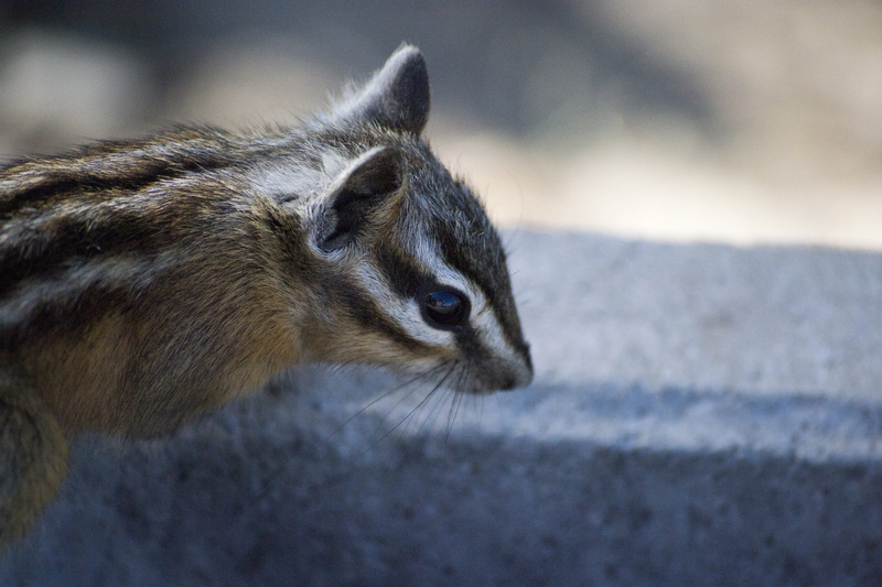 okanagan, adorable, animals in the wild, standing, animal head, burrow, quick, eating, diet, healthy, outdoors, background, mammal, penticton, whisker