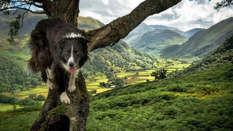4K, vertebrate, clever, mammal, canine, animal themes, land, dog, sky, beauty in nature, mountain, green color, no people, pets, hill station, border collie
