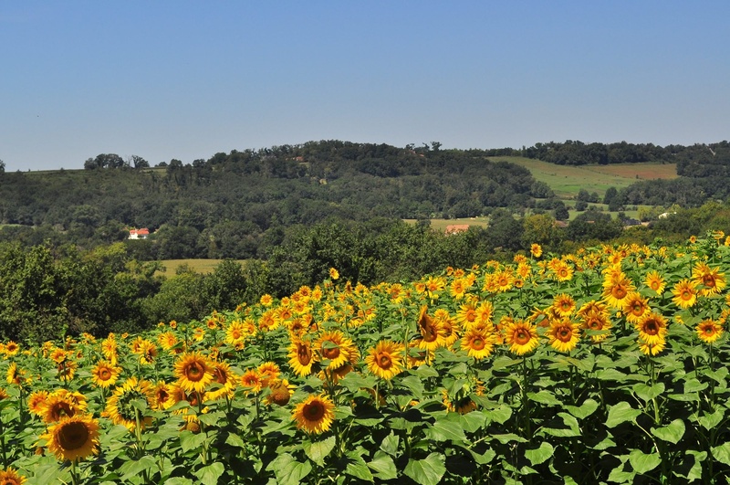 sunflowers, pyrenees atlantique, plant, flowering plant, tranquility, outdoors, environment, landscape, flowerbed, 1080P, scenics - nature, plantation