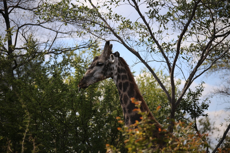 tree, animal head, outdoors, game drive, branch, animals in the wild, outdoor, trees, vertebrate, grassland, victoria falls national park, nature, conservation