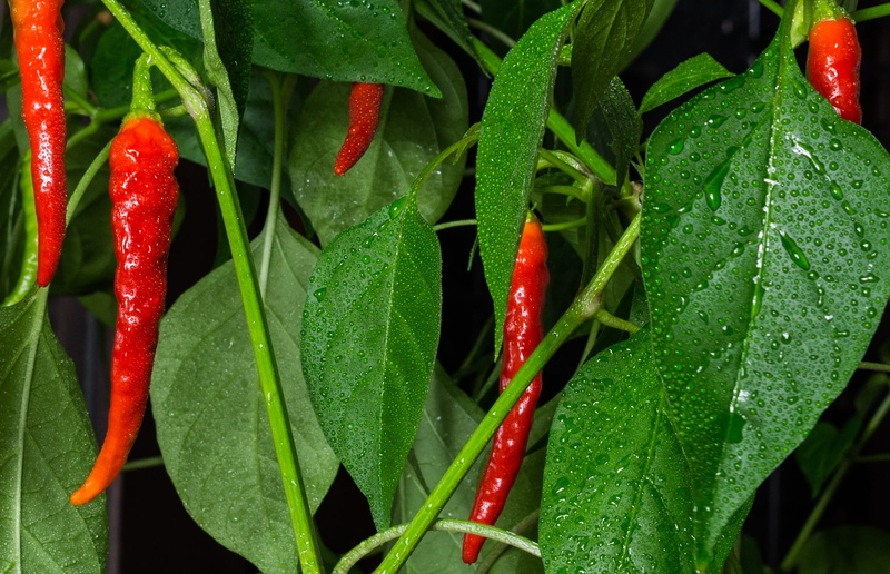 green Color, Nature, rising, seasoning, water, rain, rainy season, 1080P, purity, close-up, dew, growth, focus on foreground, heat - Temperature, ripe