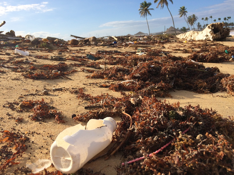 beach, beaches, recycle, nature, sand, day, ocean, sunlight, dominican, waste, outdoors, enviroment, plant, animal, sky, water, unnamed road, soil, palm tree