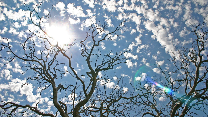 growth, 1080P, sky, cherry blossom, skyscape, plant, tree, bare, day, flowering plant, lens flare, outdoors, bare tree, sun, landscape, no people, branch