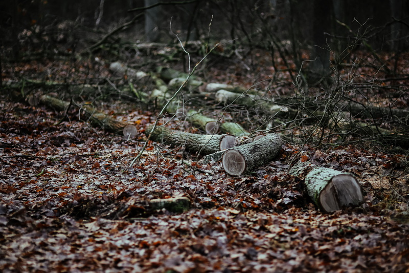 plants, walk in, tranquility, wood, plant, walk, woodland, messy, selective focus, tree, close-up, surface level, trees, land, 5K, no People, change, branch
